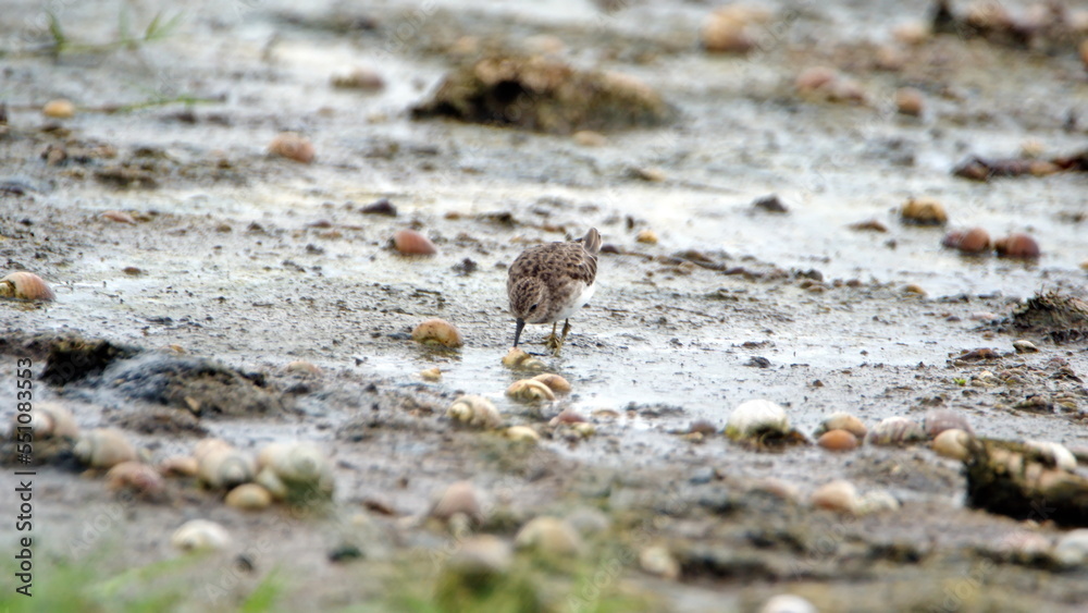 Least sandpiper (Calidris minutilla) in a mud flat at La Segua wetlands outside of Chone, Ecuador Least sandpiper (Calidris minutilla) in a mud flat at La Segua wetlands outside of Chone, Ecuador