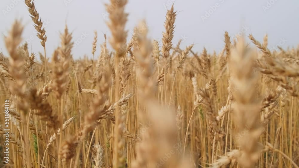 Close-up ripe ears of wheat slowly swaying from wind, selective focus. Wheat field against a cloudy sky. Golden meadows before harvest. Close-up ripe ears of wheat slowly swaying from wind, selective focus. Wheat field against a cloudy sky. Golden meadows before harvest.
