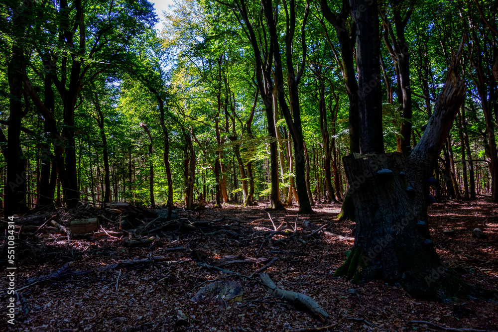 Obraz premium Forest scenery with dead trees 