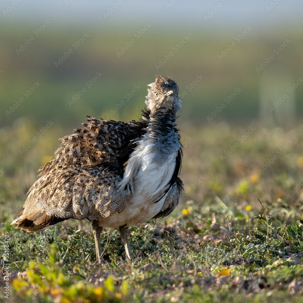 Fototapeta premium pheasant in the field