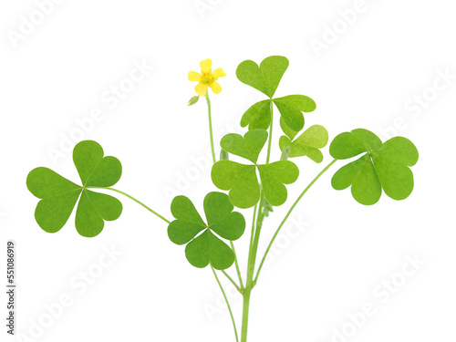 Yellow woodsorrel plant with flower isolated on white, Oxalis stricta photo