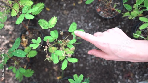 Closeup of woman finger touch small mimosa leaves, leaflets folding up upon touch. Female holding sensitive plant in plastic pot in garden store 