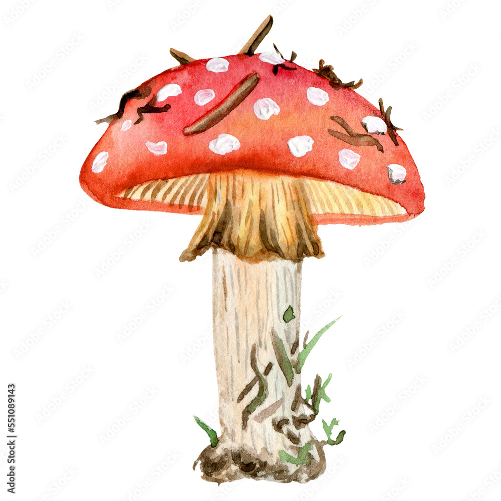 Fly agaric watercolor illustration. Poison mushroom. An ingredient for making a potion. Botanical illustration of a mushroom. Autumn drawing of fly agaric.