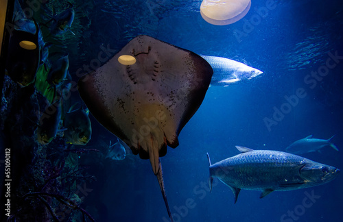 a sting ray in a fish tank