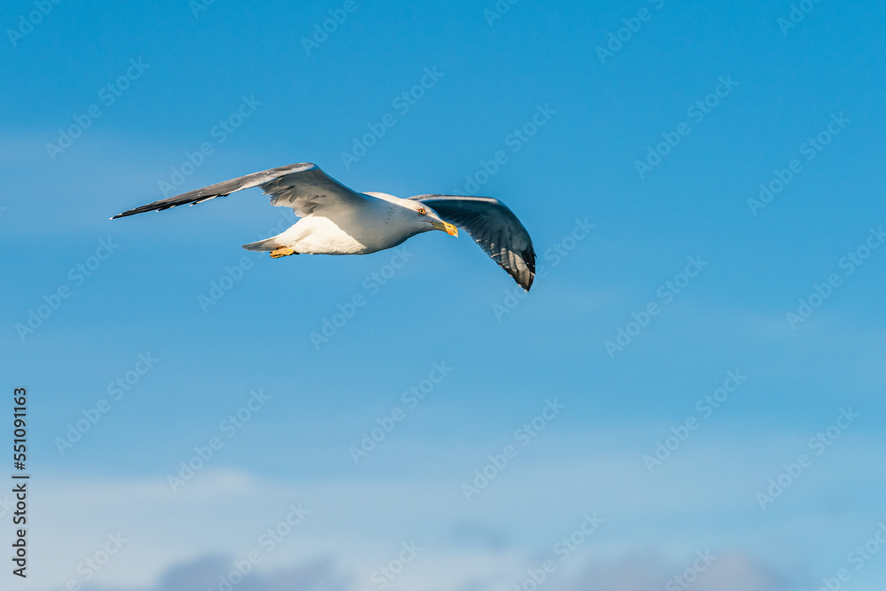 European Herring Gull, Larus argentatus in flight European Herring Gull, Larus argentatus in flight