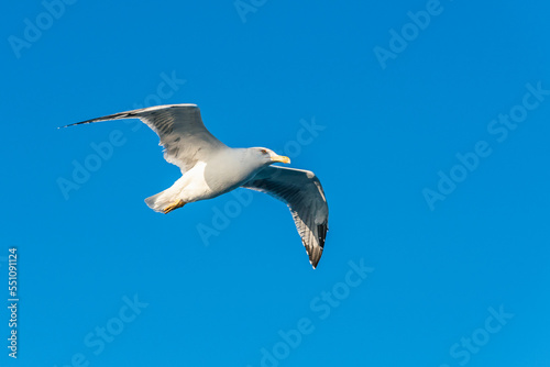European Herring Gull  Larus argentatus in flight