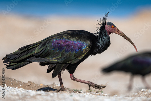 Northern Bald Ibis, Geronticus eremita, Souss-Massa National Park, Morocco. photo