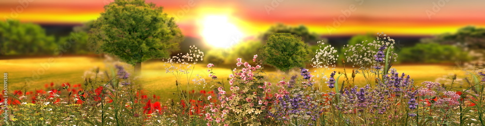 wild flowers on field at sunset beautiful summer nature landscape banner wild flowers on field at sunset beautiful summer nature landscape banner