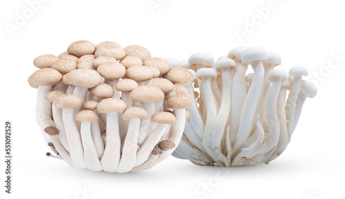 Brown and white beech mushrooms or Shimeji mushroom isolated on transparent.