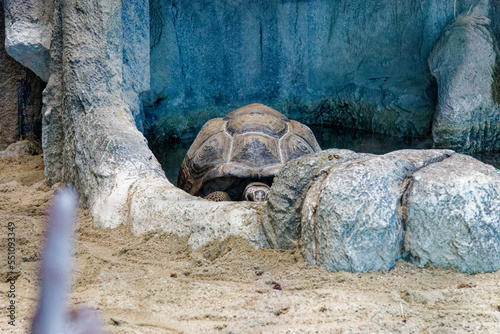 a turtle is sleeping in a pond