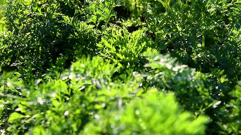 Carrots grow in the field Carrots grow in the field