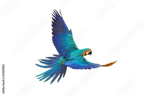 Colorful flying parrot isolated on white.