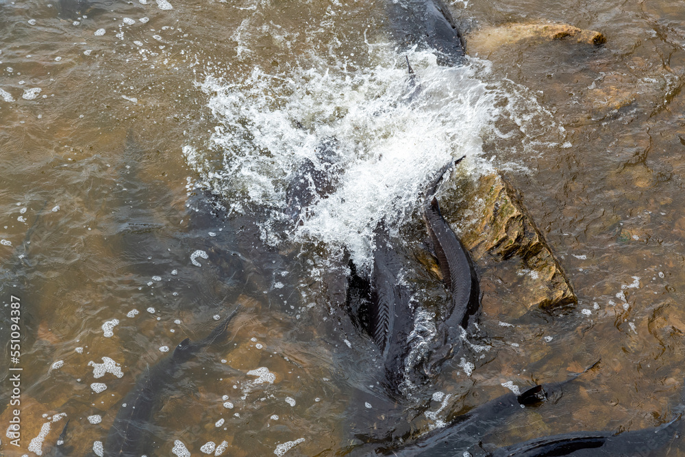 Obraz premium Sturgeon Spawning At The Dam On Fox River At De Pere, Wisconsin