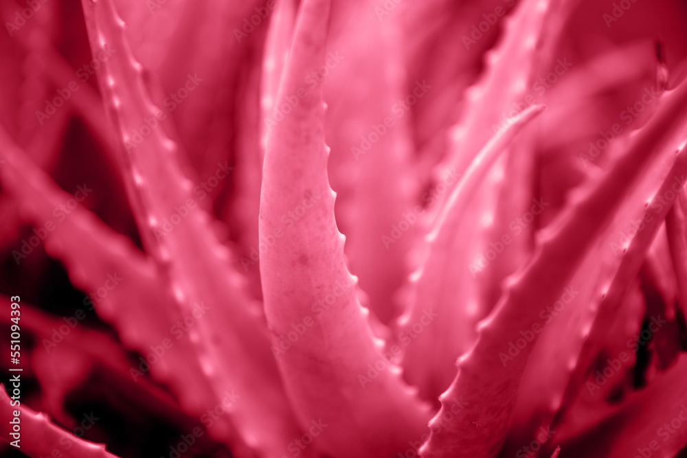 abstract viva magenta color toned aloe vera bush abstract viva magenta color toned aloe vera bush
