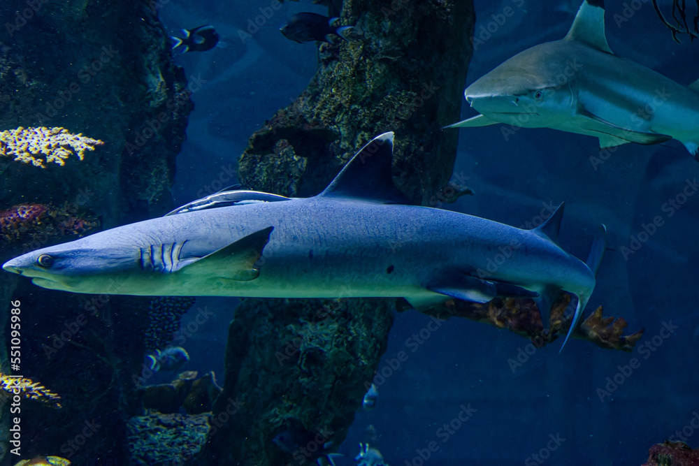 big sharks in a fish tank - obrazy, fototapety, plakaty 