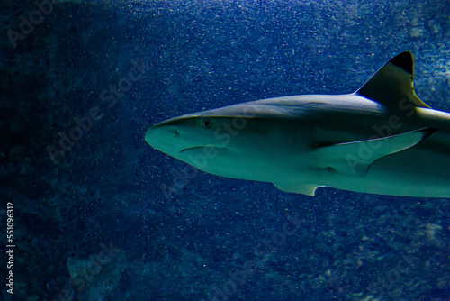big sharks in a fish tank