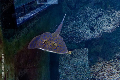 a sting ray in the fish tank