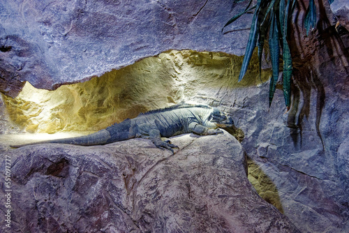an iguana on the rock