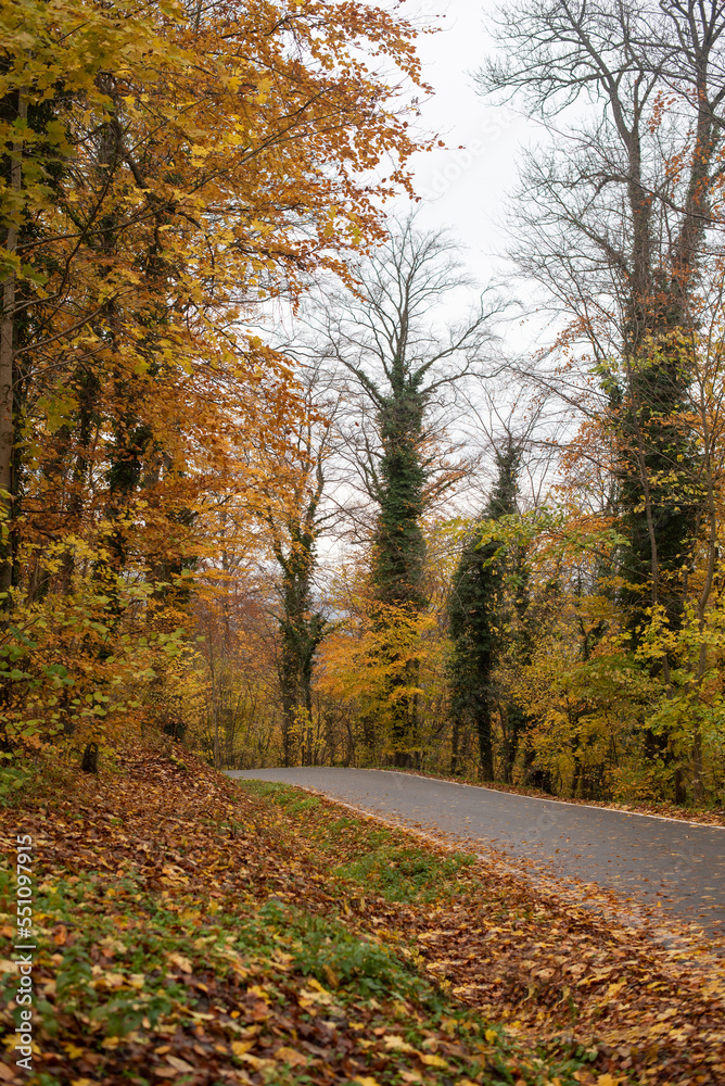 Countryside road in autumn forest