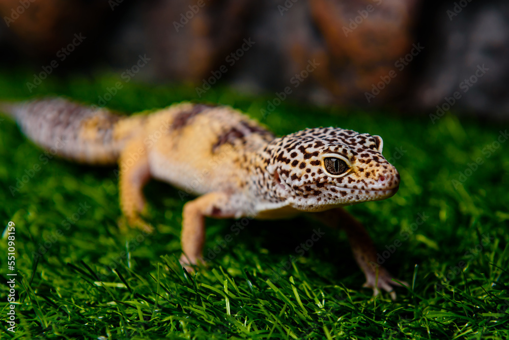 Obraz premium pet store 