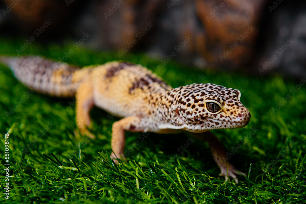 pet store pet store