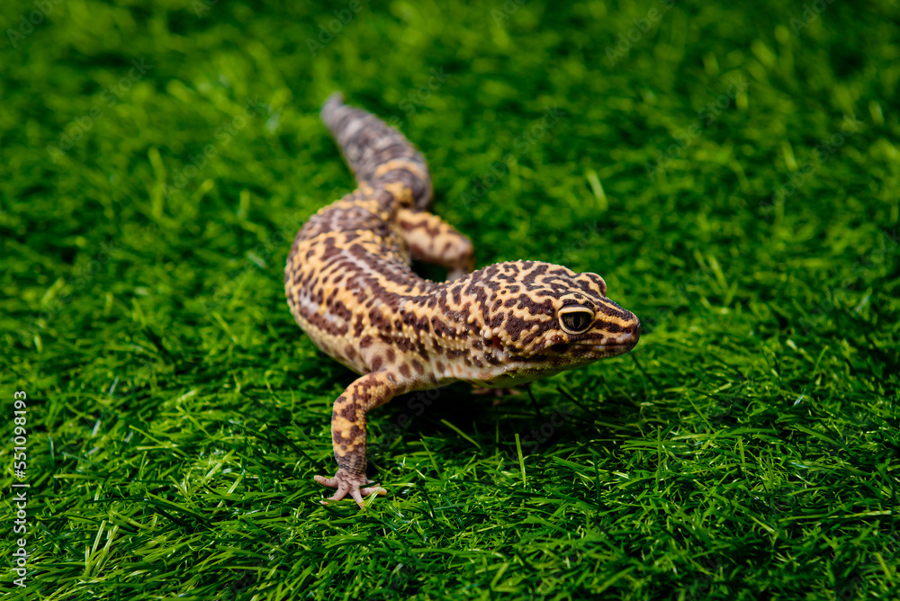 Obraz premium rabbit in the grass