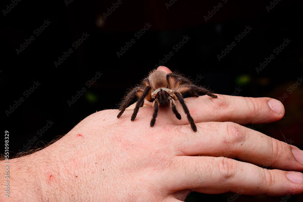 Obraz premium pet store 