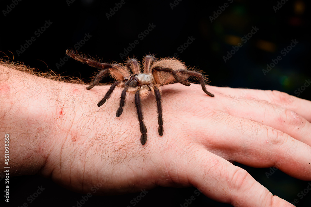 Fototapeta premium pet store 