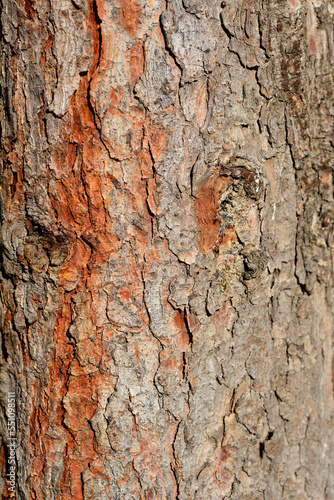 Serbian spruce bark detail