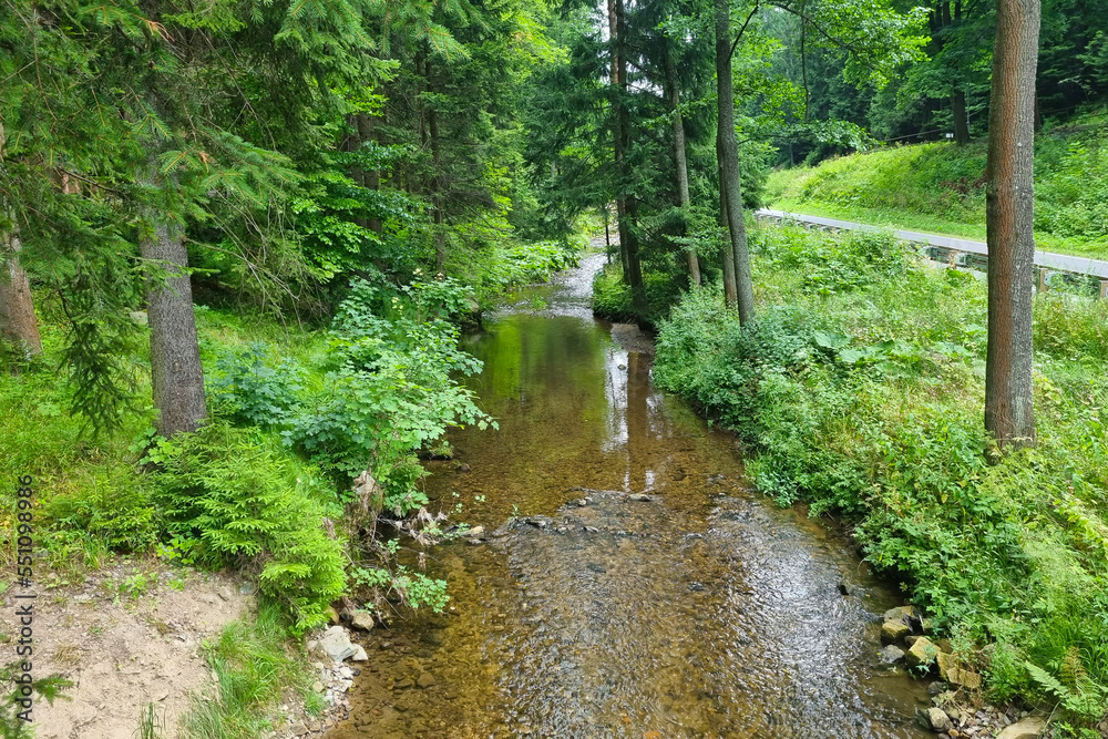 View of a small stream in the forest on a summer day.