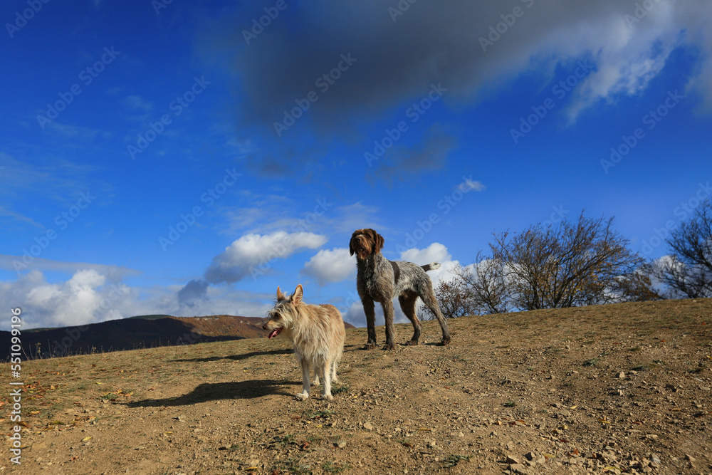 Obraz premium Dogs on a walk in nature