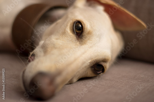 Loyal look of a pretty greyhound