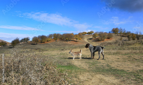 Dogs on a walk in nature