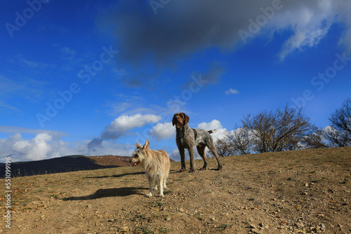 Dogs on a walk in nature