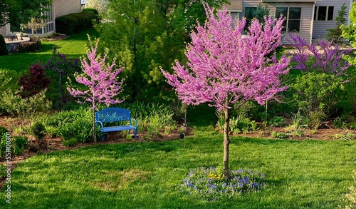 Two beautiful Eastern Redbud trees, Cercis Canadensis, in a residential yard bursting with pink blooms with a blue bench under the small tree. 