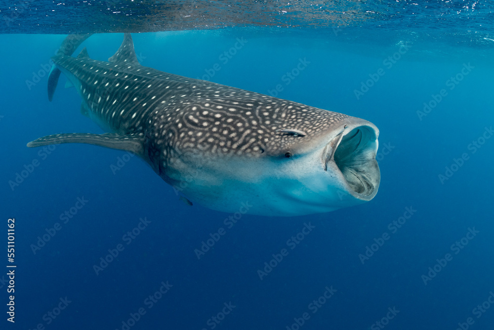 Whale shark and woman diver near Isla Mujeres, Mexico Whale shark and woman diver near Isla Mujeres, Mexico