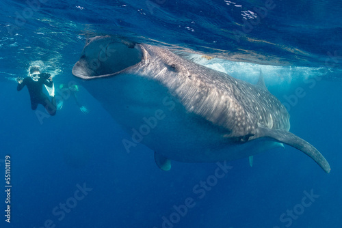 Whale shark and woman diver near Isla Mujeres  Mexico