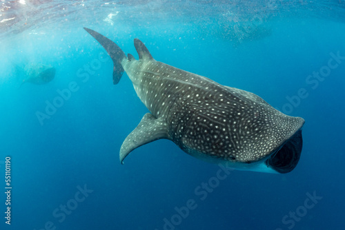 Whale shark and woman diver near Isla Mujeres, Mexico