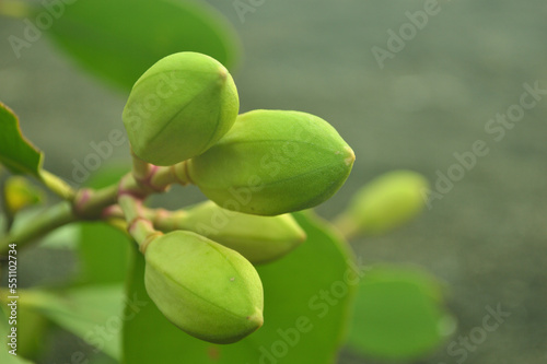 The green mangrove flower buds before blooming