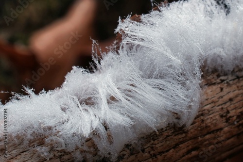 An unusual natural phenomenon - mysterious hair ice on wood looks like angle hair. The fungus Exidiopsis effusa is responsible for this crystallization process. photo