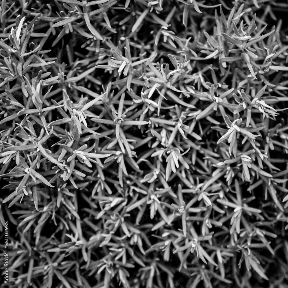 Spikey Abstract Spikey Abstract