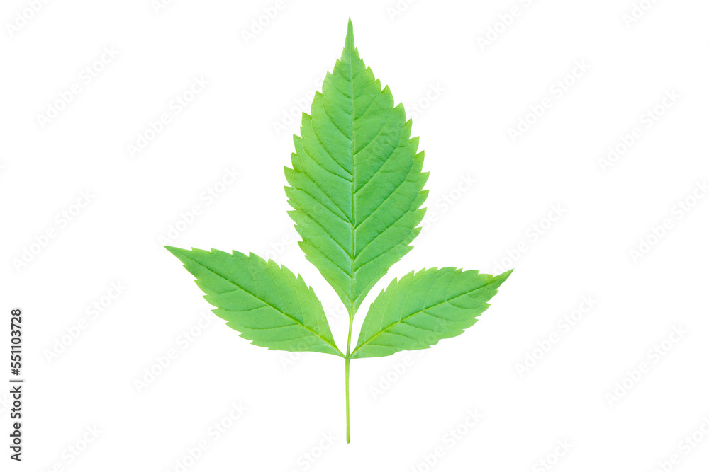 Green leaf Isolated on a white background. with clipping path Green leaf Isolated on a white background. with clipping path