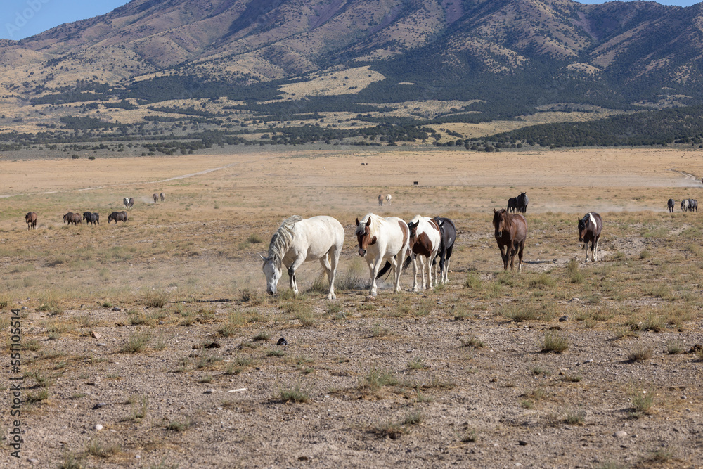 Fototapeta premium Wild Horses in Summer in the Utah Desert