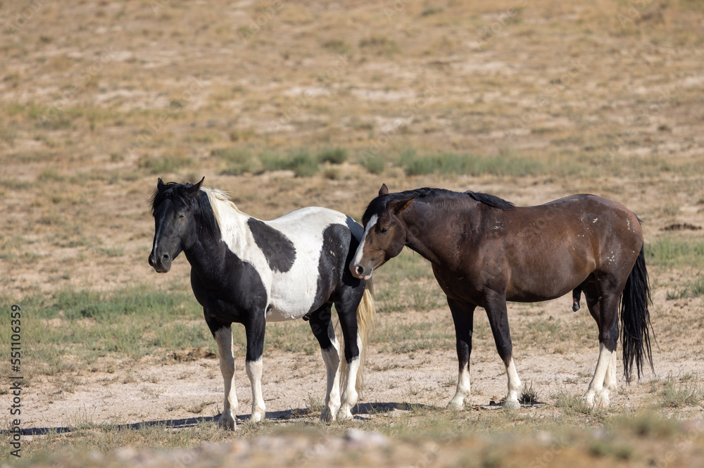 Wild Horses in Summer in the Utah Desert Wild Horses in Summer in the Utah Desert