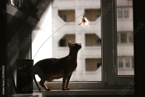Bald Canadian Sphynx is playing with a feathers toy on a window sill. A dreamy sphinx cat silhouette in a shadow. A pet indoors at home looking up dreaming. Hairless feline domestic animal wallpaper.