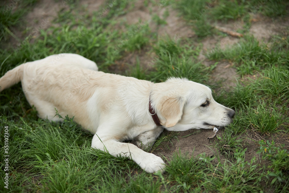 Adorable golden retriever on green grass, outdoors. golden retriever puppy playing on the grass in the park. Playful golden retriever in the park. Joyful dog in the park. dog sitting on the grass. Adorable golden retriever on green grass, outdoors. golden retriever puppy playing on the grass in the park. Playful golden retriever in the park. Joyful dog in the park. dog sitting on the grass.