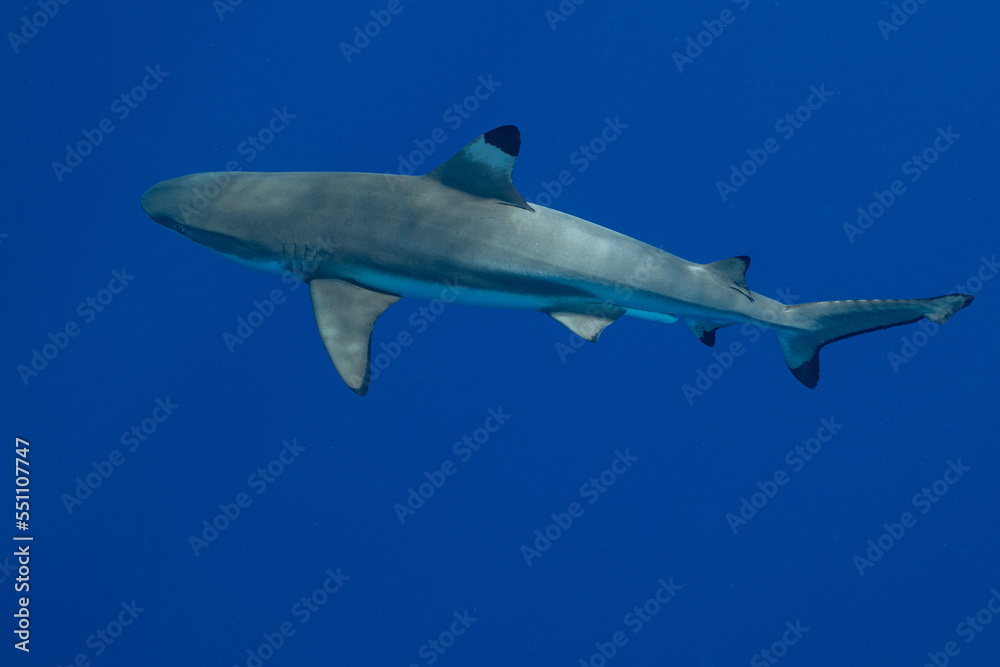 Fototapeta premium blacktip shark hunting on a polynesian coral reef