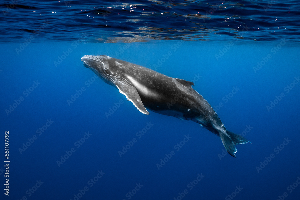 humpback whale mother & calf swimming in deep French Polynesia waters - obrazy, fototapety, plakaty 