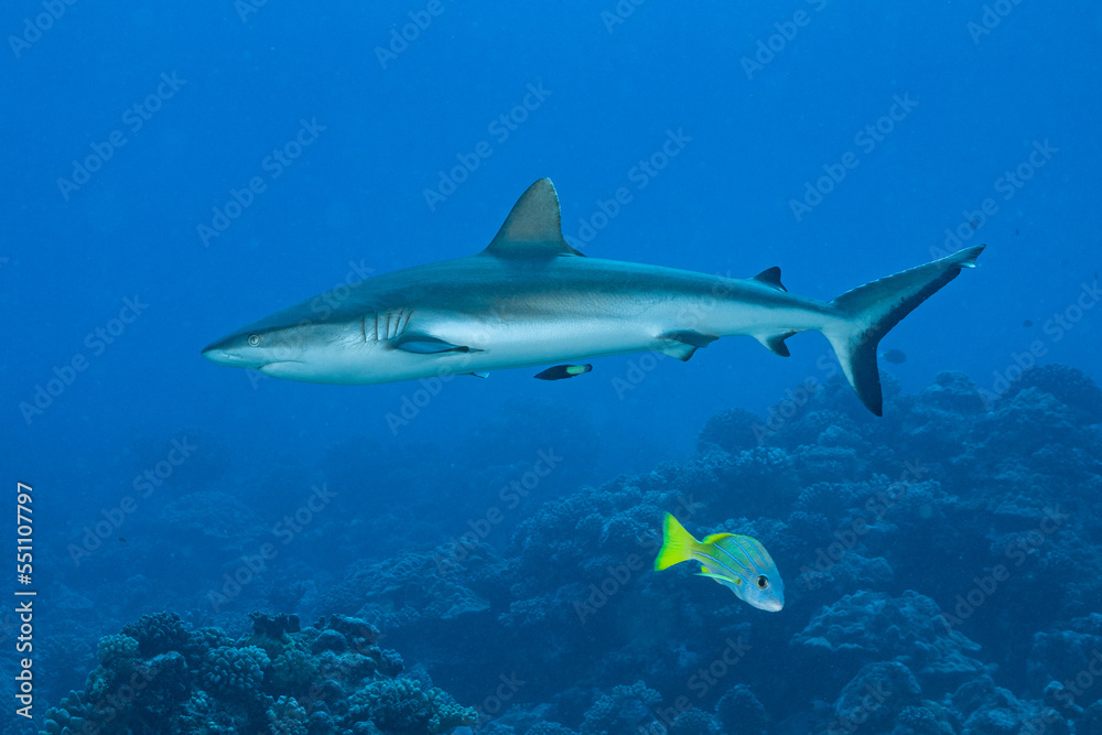 grey reef shark hunting on a polynesian coral reef