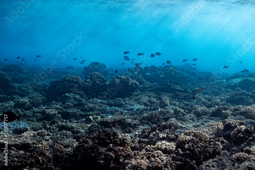Fototapeta Naklejka Na Ścianę i Meble -  blacktip shark hunting on a polynesian coral reef